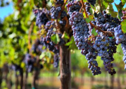 strada vini del piave